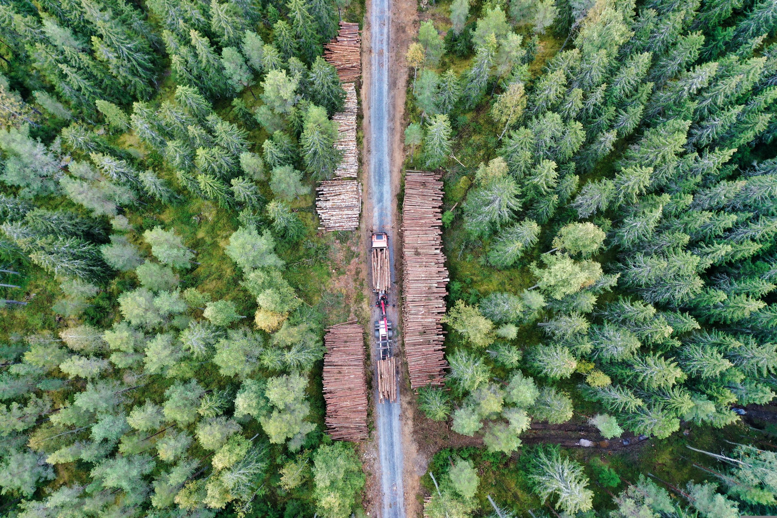Free Forest Spruce photo and picture
