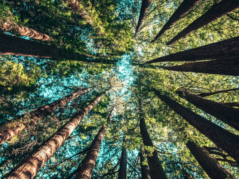Low‑angle photograph of a dense grove of tall evergreen trees seen from the forest floor; their trunks converge towards a bright patch of blue sky, conveying the scale and health of the woodland.