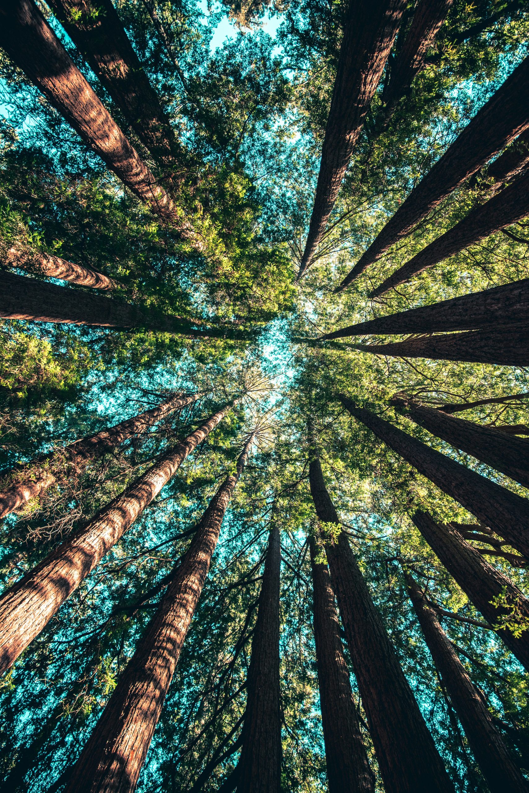 Low‑angle photograph of a dense grove of tall evergreen trees seen from the forest floor; their trunks converge towards a bright patch of blue sky, conveying the scale and health of the woodland.